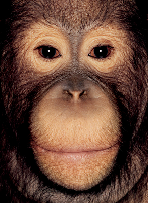 Ape portrait